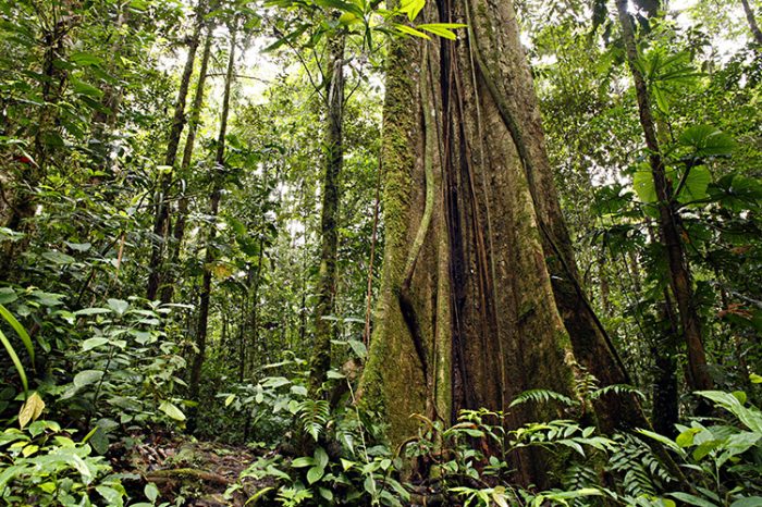 MPF apresenta nova denúncia sobre concessão irregular de terras na Floresta Estadual do Amapá